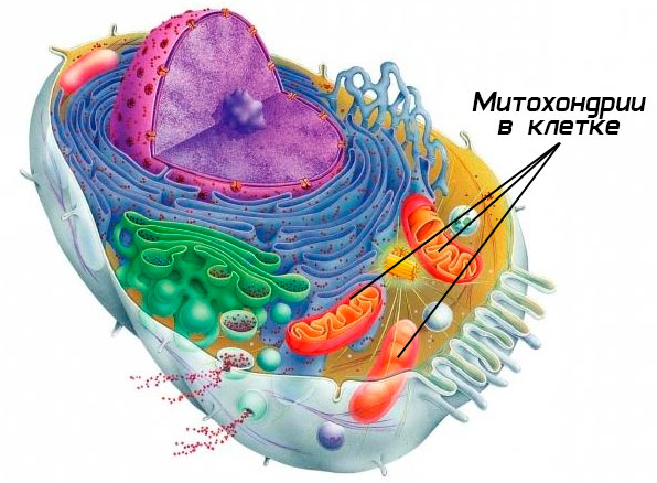 Mitochondria in cell