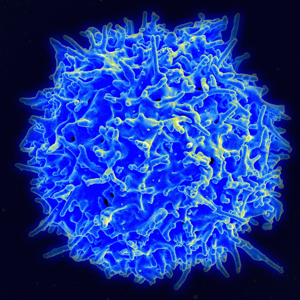 T-cell