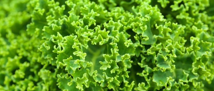 kale cabbage green leaves