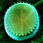 Diatoms algae