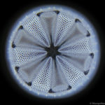 Диатомовая водоросль bacillariophyceae diatoms